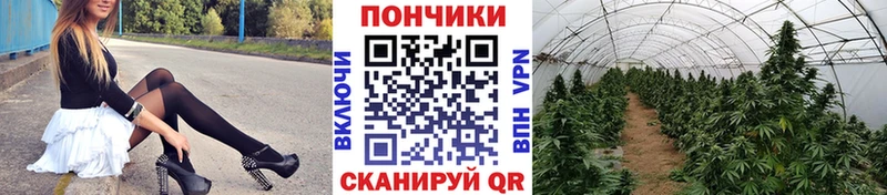 Бошки марихуана планчик  Купить закладки  Североморск 